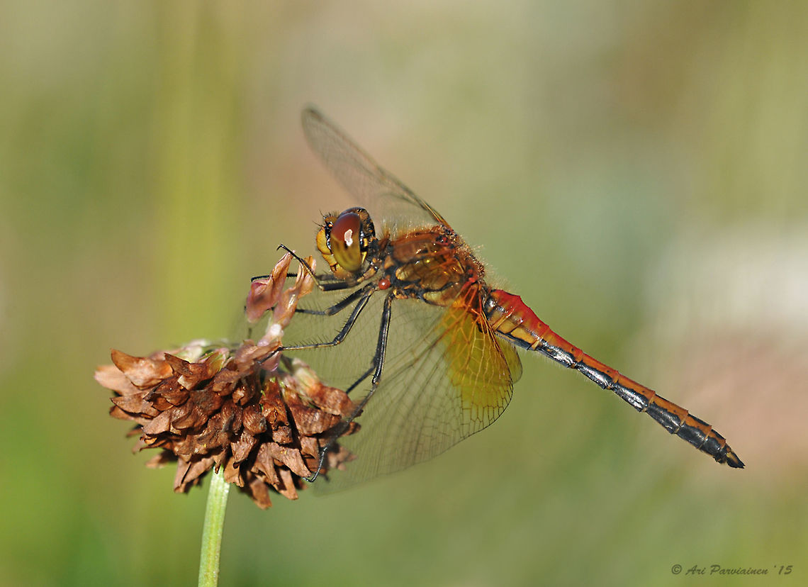 Male Yellow-winged Darter (Sympetrum flaveolum), Finland Yellow-winged Darter is one of the most common dragonflies in eastern Finland in late summer - early autumn. It's usually easy to identify because of the large yellow patches at the base of wings. This male carries a red mite which you can see at the base of the middle leg. Anisoptera,Darter,Dragonfly,Finland,Geotagged,Joensuu,Libellulidae,Odonata,Scandinavia,Summer,Sympetrum,Sympetrum flaveolum,Yellow-winged Darter,Yellow-winged darter,autumn,fall,insect,male,summer