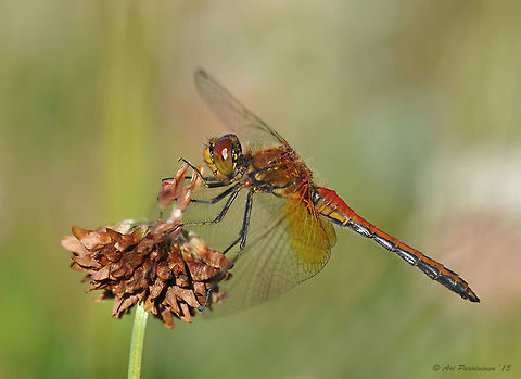 Male Yellow-winged Darter (Sympetrum flaveolum), Finland Yellow-winged Darter is one of the most common dragonflies in eastern Finland in late summer - early autumn. It's usually easy to identify because of the large yellow patches at the base of wings. This male carries a red mite which you can see at the base of the middle leg. Anisoptera,Darter,Dragonfly,Finland,Geotagged,Joensuu,Libellulidae,Odonata,Scandinavia,Summer,Sympetrum,Sympetrum flaveolum,Yellow-winged Darter,Yellow-winged darter,autumn,fall,insect,male,summer