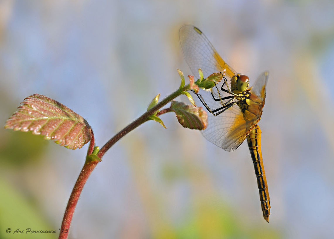Female Yellow-winged Darter (Sympetrum flaveolum), Finland Yellow-winged Darter is one of the most common dragonflies in eastern Finland in late summer - early autumn. Anisoptera,Darter,Dragonfly,Finland,Geotagged,Joensuu,Libellulidae,Odonata,Scandinavia,Summer,Sympetrum,Sympetrum flaveolum,Yellow-winged Darter,Yellow-winged darter,autumn,fall,female,insect,summer