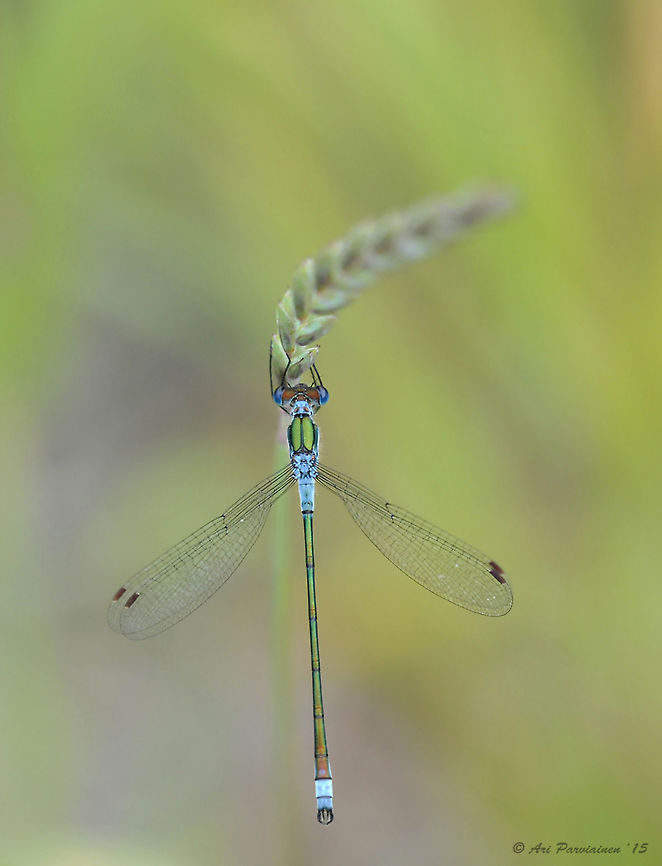 Male Emerald Damselfly (Lestes sponsa), Finland) Only four species of Lestidae have been recorded in Finland and this is the only common and abundant species here in the east. This species is known also as a Common Spreadwing. Common Spreadwing,Emerald,Emerald Damselfly,Finland,Geotagged,Joensuu,July,Lestes,Lestes sponsa,Odonata,Scandinavia,Spreadwing,Summer,Zygoptera,closeup,damselfly,insect,male,summer