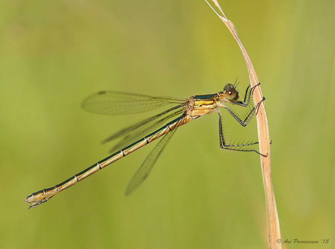 Female Emerald Damselfly (Lestes sponsa), Finland Only four species of Lestidae have been recorded in Finland and this is the only common and abundant species here in eastern Finland. This species is known also as a Common Spreadwing. Common Spreadwing,Emerald,Emerald Damselfly,Finland,Geotagged,Joensuu,July,Lestes,Lestes sponsa,Odonata,Scandinavia,Spreadwing,Summer,Zygoptera,closeup,damselfly,female,insect,summer