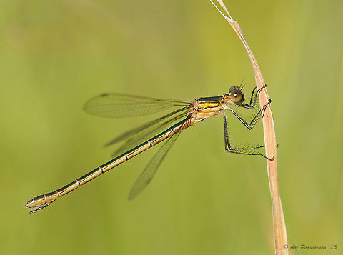 Female Emerald Damselfly (Lestes sponsa), Finland Only four species of Lestidae have been recorded in Finland and this is the only common and abundant species here in eastern Finland. This species is known also as a Common Spreadwing. Common Spreadwing,Emerald,Emerald Damselfly,Finland,Geotagged,Joensuu,July,Lestes,Lestes sponsa,Odonata,Scandinavia,Spreadwing,Summer,Zygoptera,closeup,damselfly,female,insect,summer
