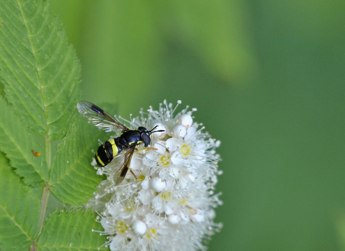 Chrysotoxum bicinctum, Joensuu, Finland Chrysotoxum bicinctum is a common hoverfly which occurs almost in the entire Finland. It lacks only from the extreme north.  August,Chrysotoxum,Chrysotoxum bicinctum,Diptera,Finland,Geotagged,Scandinavia,Summer,Syrphidae,hoverfly,insect,joensuu,summer