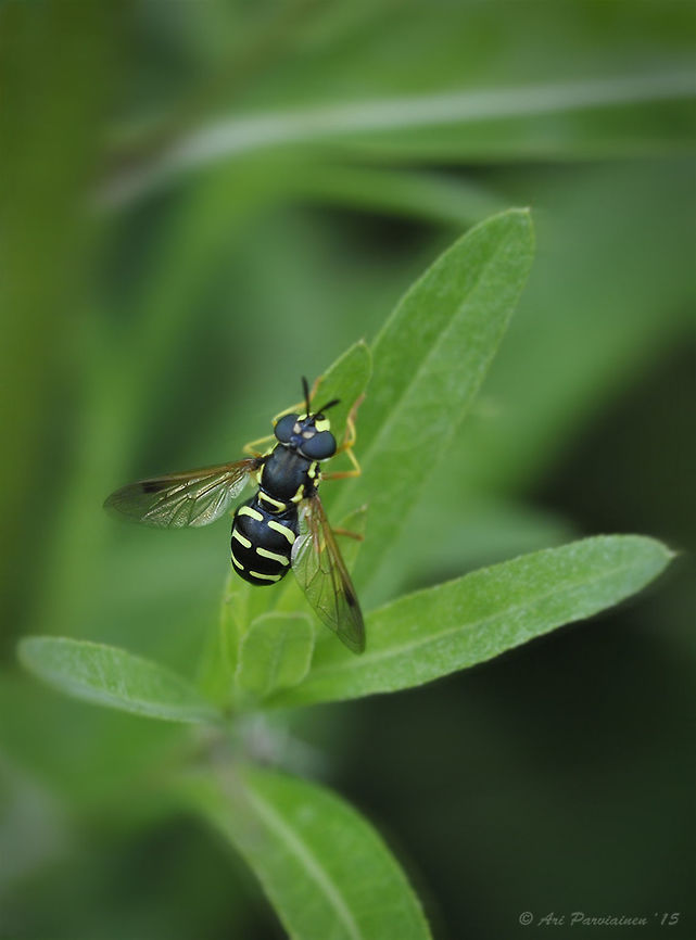 Chrysotoxum festivum, Joensuu, Finland This beautiful hoverfly is fairly common in South and Central Finland. Chrysotoxum,Chrysotoxum festivum,Diptera,Finland,Geotagged,Scandinavia,Summer,Syrphidae,hoverfly,insect,joensuu,july,summer