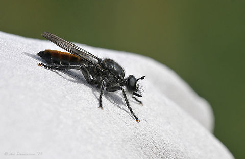 Choerades gilva (or ignea)? I photographed this robber fly in the beginning of September in Joensuu, east Finland. I thought it to be Choerades gilva but someone suggested C. ignea. I studied both of them and they seem to be very similar and I can't say for certain which one this really is. I still think it's more like gilva but if somebody could confirm or invalidate that id I'd be very grateful. Both mentioned species occur in the area as far as I know. Asilidae,Asilidae fly,Finland,Geotagged,Joensuu,Summer,choerades,fly,robber Fly