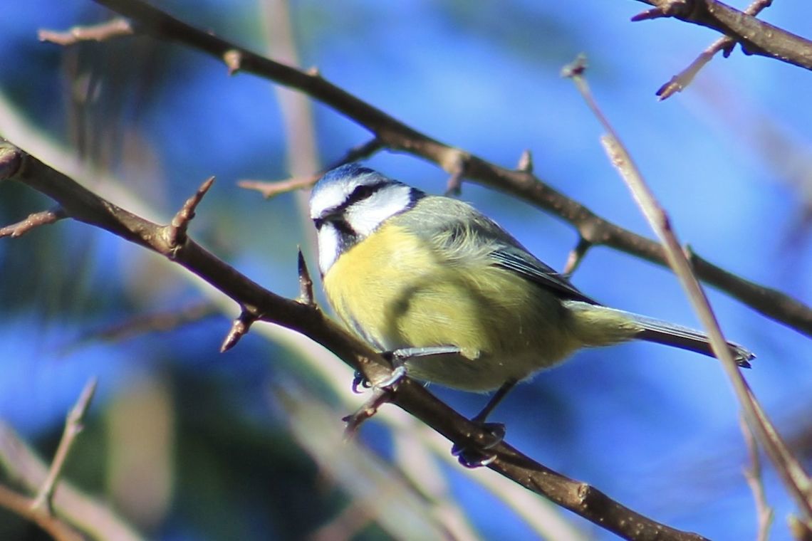 uk garden birds long tailed tit in backyard Cyanistes caeruleus,Eurasian blue tit,Geotagged,United Kingdom,Winter