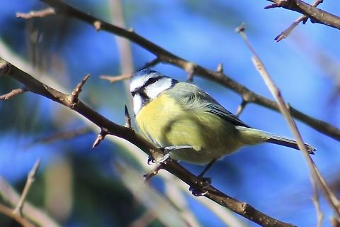 uk garden birds long tailed tit in backyard Cyanistes caeruleus,Eurasian blue tit,Geotagged,United Kingdom,Winter