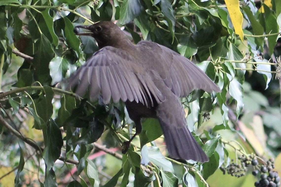 blackbird with berry a great shot of this blackbird  Common Blackbird,Turdus merula