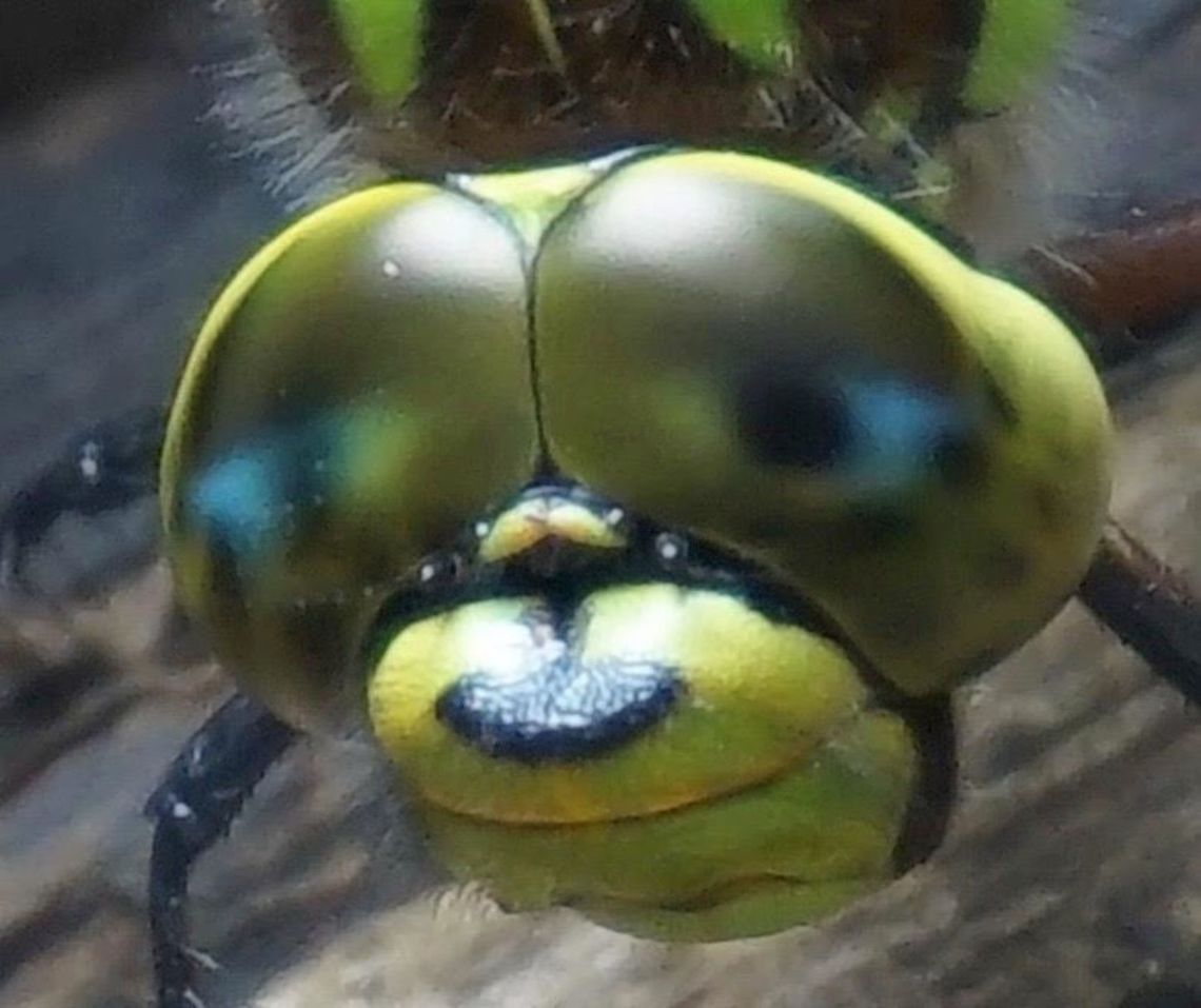 up close with southern hawker dragonfly captured on the edge of our garden pond Aeshna cyanea,Southern Hawker