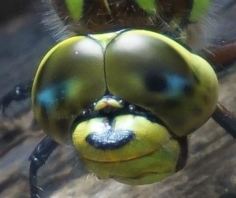 up close with southern hawker dragonfly captured on the edge of our garden pond Aeshna cyanea,Southern Hawker