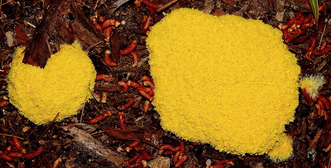 Yellow Slime Mold First time in my garden to see this.<br />
Actually I do not remember ever seeing this before!<br />
A new patch dug in with imported firewood scrapes and driveway rubble. Pine tree anthers sprinkled on top. Dog vomit slime mold,Fuligo septica,Yellow Slime Mold,adelaide,south australia