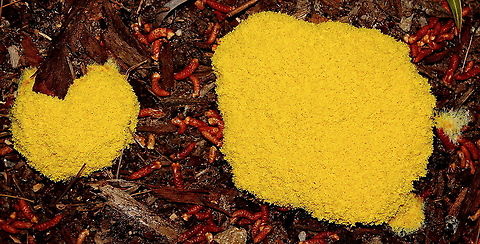 Yellow Slime Mold First time in my garden to see this.
Actually I do not remember ever seeing this before!
A new patch dug in with imported firewood scrapes and driveway rubble. Pine tree anthers sprinkled on top. Dog vomit slime mold,Fuligo septica,Yellow Slime Mold,adelaide,south australia
