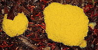 Yellow Slime Mold First time in my garden to see this.<br />
Actually I do not remember ever seeing this before!<br />
A new patch dug in with imported firewood scrapes and driveway rubble. Pine tree anthers sprinkled on top. Dog vomit slime mold,Fuligo septica,Yellow Slime Mold,adelaide,south australia