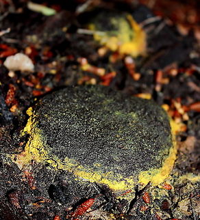 Yellow Slime Mold 24 Hours Later This slime mold certainly has had some developments.
This morning it was high Sun, dry and baking - our slime mold was consistency, dry pavlova! (sorry, did not get a snap)
Then an unexpected rain storm hit - this photo taken a couple of hours later, seems to be producing spore.
https://www.jungledragon.com/image/101708/yellow_slime_mold.html Dog vomit slime mold,Fuligo septica,adelaide,slime mold