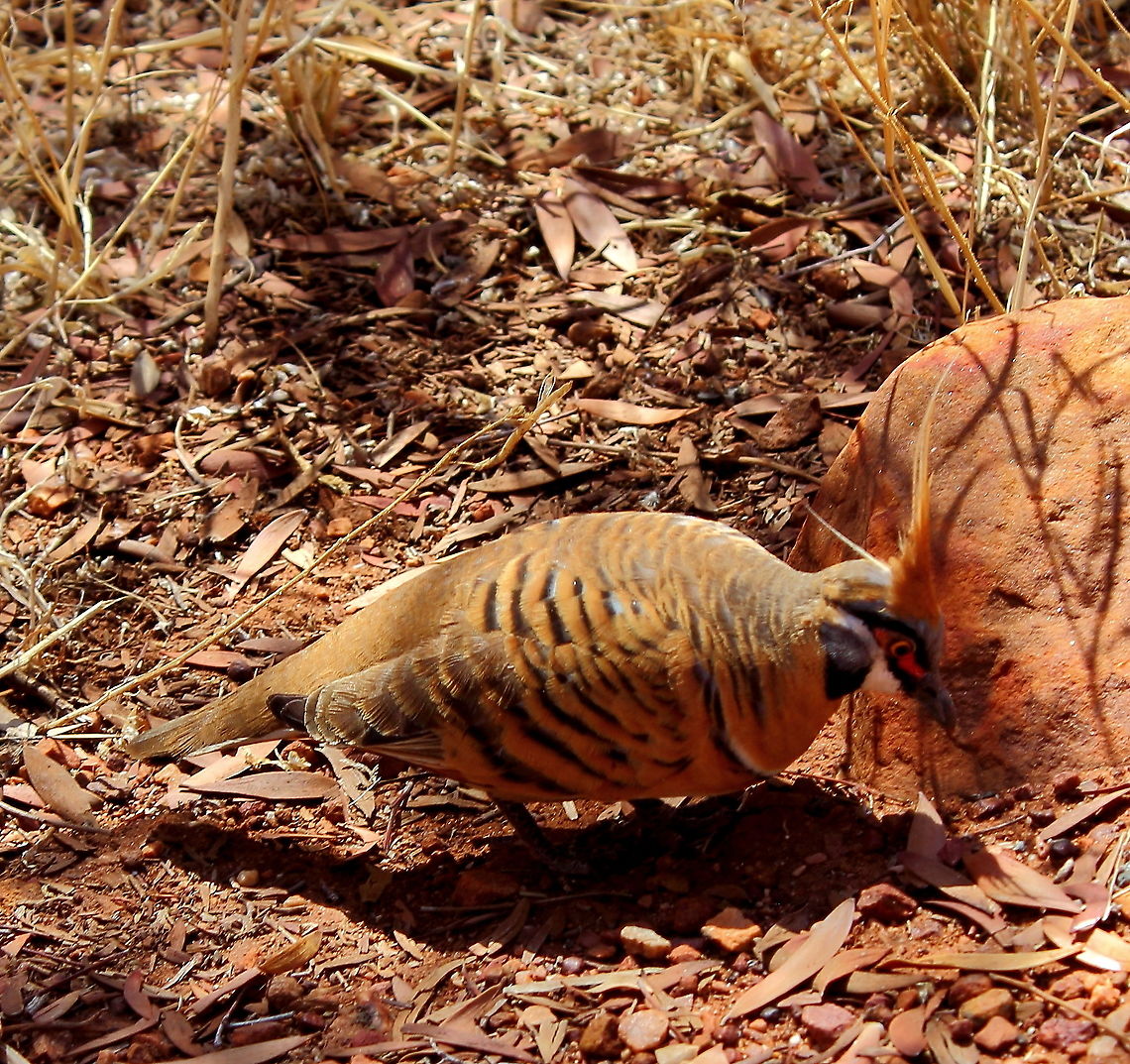 Spinifex Pigeon Kings Canyon, Central Australia.<br />
Not shy of people at all, very special to be able to get close to such a pretty bird, or any bird for that matter! Australia,Central Australia,Fall,Geophaps plumifera,Geotagged,Kings Canyon,Spinifex Pigeon,Spring