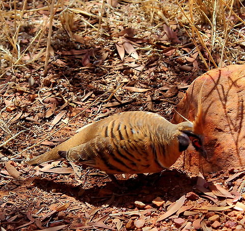 Spinifex Pigeon Kings Canyon, Central Australia.
Not shy of people at all, very special to be able to get close to such a pretty bird, or any bird for that matter! Australia,Central Australia,Fall,Geophaps plumifera,Geotagged,Kings Canyon,Spinifex Pigeon,Spring