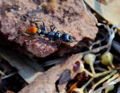 Red Tail Three Quarter Inch Ant A new species in my front yard - have never seen them before.
Have been digging via search but have not been able to id this one.
Some kind of Myrmecia I presume.

An increasingly active nest which I first noticed the end of the Australian 2020 summer, the nest was totally quite over winter. Now mid-summer and the nest is quite busy.

Very attractive ant, somewhat shy. Myrmecia,Myrmecia mandibularis,adelaide,inch ant,red tail