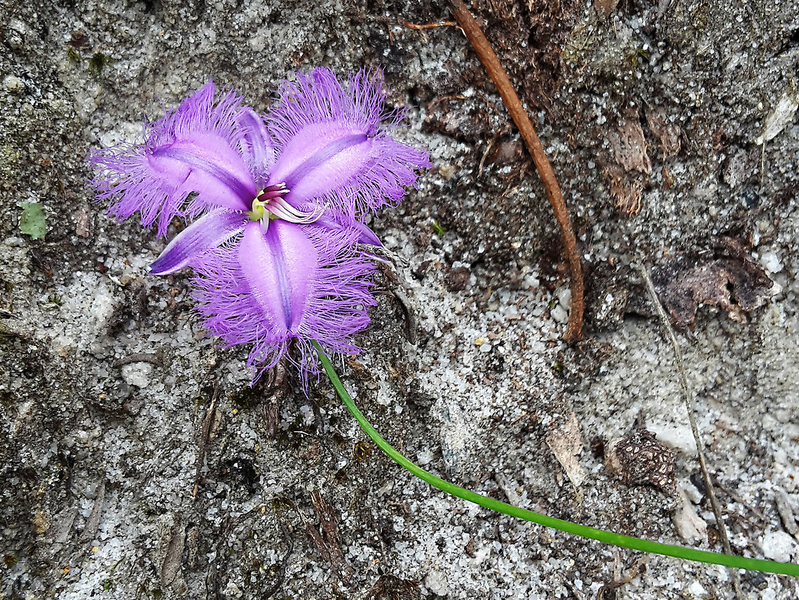 Fringe Lily Horsenells Gully Adelaide South Australia<br />
A very lovely flower we can see early summer here.<br />
I did not notice the quartzite ground when I took the photo! Pretty common here. Australia,Geotagged,Spring,Thysanotus patersonii,Twining Fringe-lily