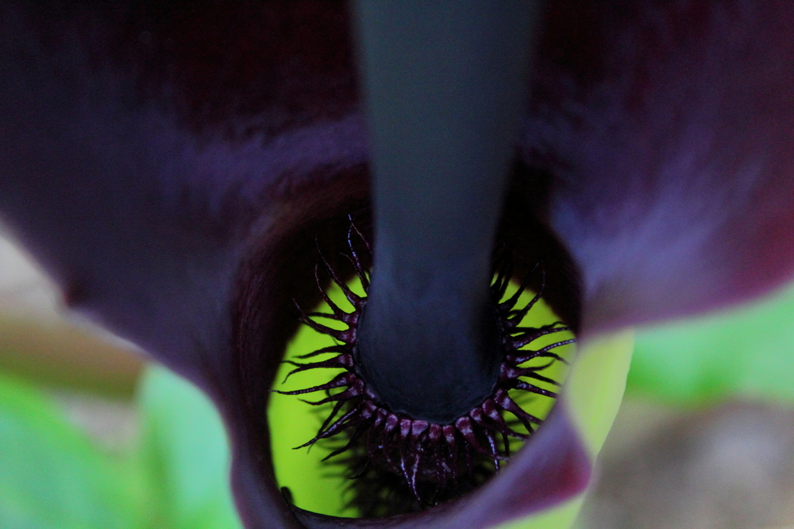 Stink Lily Aug 2023 Originally posed here:<br />
<figure class="photo"><a href="https://www.jungledragon.com/image/53688/purple_stink_lily_over_view.html" title="Purple Stink Lily Over View"><img src="https://s3.amazonaws.com/media.jungledragon.com/images/2762/53688_thumb.JPG?AWSAccessKeyId=05GMT0V3GWVNE7GGM1R2&Expires=1770854410&Signature=XBqFqmpyv6ZQ%2BkKTdhs%2B%2BoLHV3g%3D" width="200" height="134" alt="Purple Stink Lily Over View Purple Stink Lily - Adelaide, South Australia Spring 2017.<br />
Inside the bell flower I noticed a small population of tiny spiders.<br />
Actually the "stink" is much more of a musk akin to mushroom, or so I thought.<br />
<br />
Macro: https://www.jungledragon.com/image/53687/purple_stink_lily_spiders.html 2017,Arum palaestinum,Purple Stink Lily,adelaide,lily,south australia,spring,stink" /></a></figure><br />
Flowering at the moment.<br />
Got a good whiff this morning, it opened overnight - just like "number twos"! purple stink lily