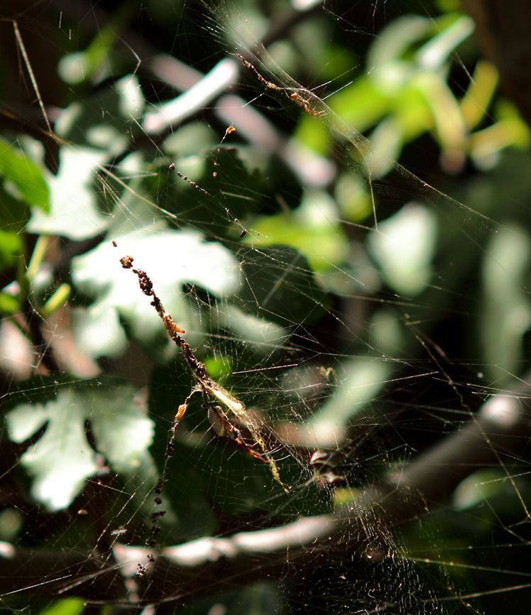 Nephila_edulis_Magill_feb_16_v1 The locally common Golden Orb Weaver.<br />
The larger female sits in her web as does the much smaller male who is waiting his chance.<br />
Here in Adelaide she unfortunately does not typically last the (soon - March) approaching winter, her eggs do of course. Nephila edulis
