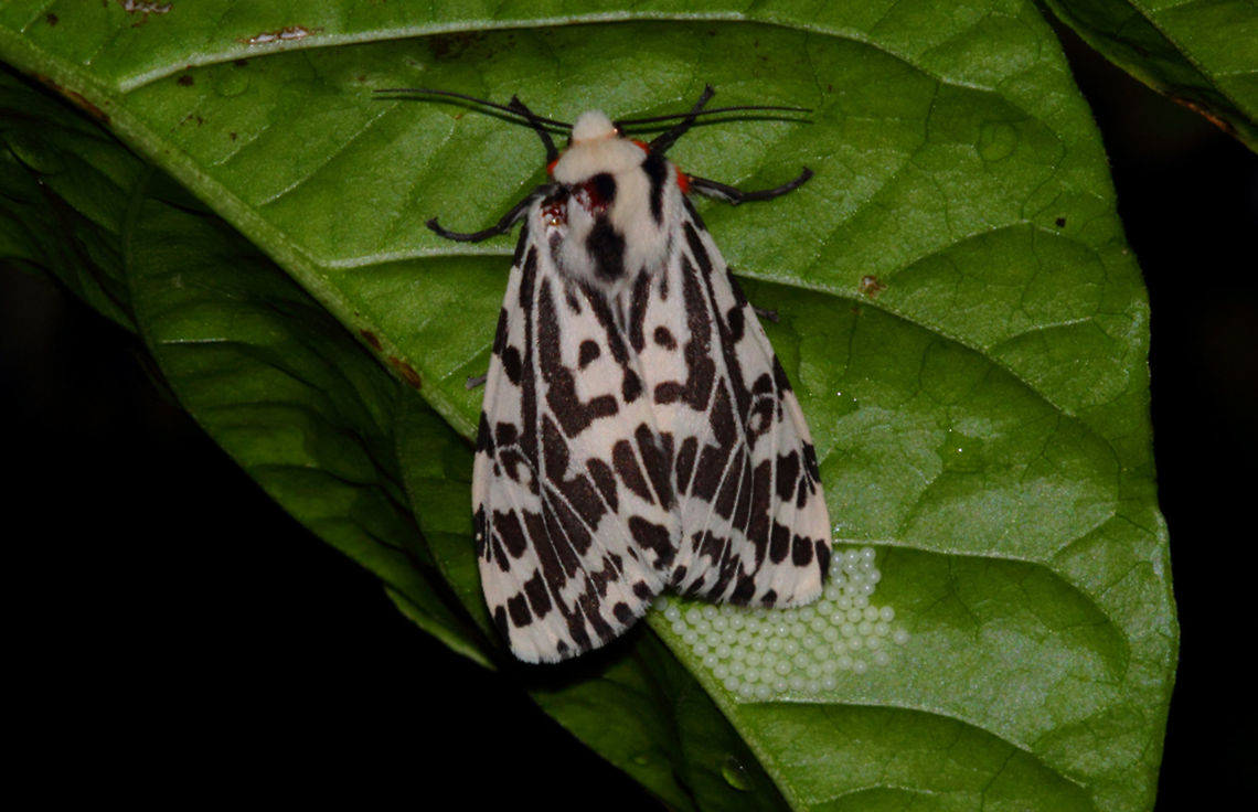 Ardices_glatignyi_Magill_South_Australia_14April2016 Black &amp; White Tiger Moth laying eggs on my Trinidad Moruga Red Scorpion Chilli.<br />
Whilst it is very common to see the caterpillars the adult moths are more reclusive or so I find.<br />
Magill, Adelaide, South Australia.<br />
The lens used is actually a Pentax67 200mm with a short extension tube, F16. Ardices glatignyi,Magill,Pentax67,South Australia