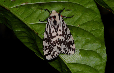 Ardices_glatignyi_Magill_South_Australia_14April2016 Black & White Tiger Moth laying eggs on my Trinidad Moruga Red Scorpion Chilli.
Whilst it is very common to see the caterpillars the adult moths are more reclusive or so I find.
Magill, Adelaide, South Australia.
The lens used is actually a Pentax67 200mm with a short extension tube, F16. Ardices glatignyi,Magill,Pentax67,South Australia