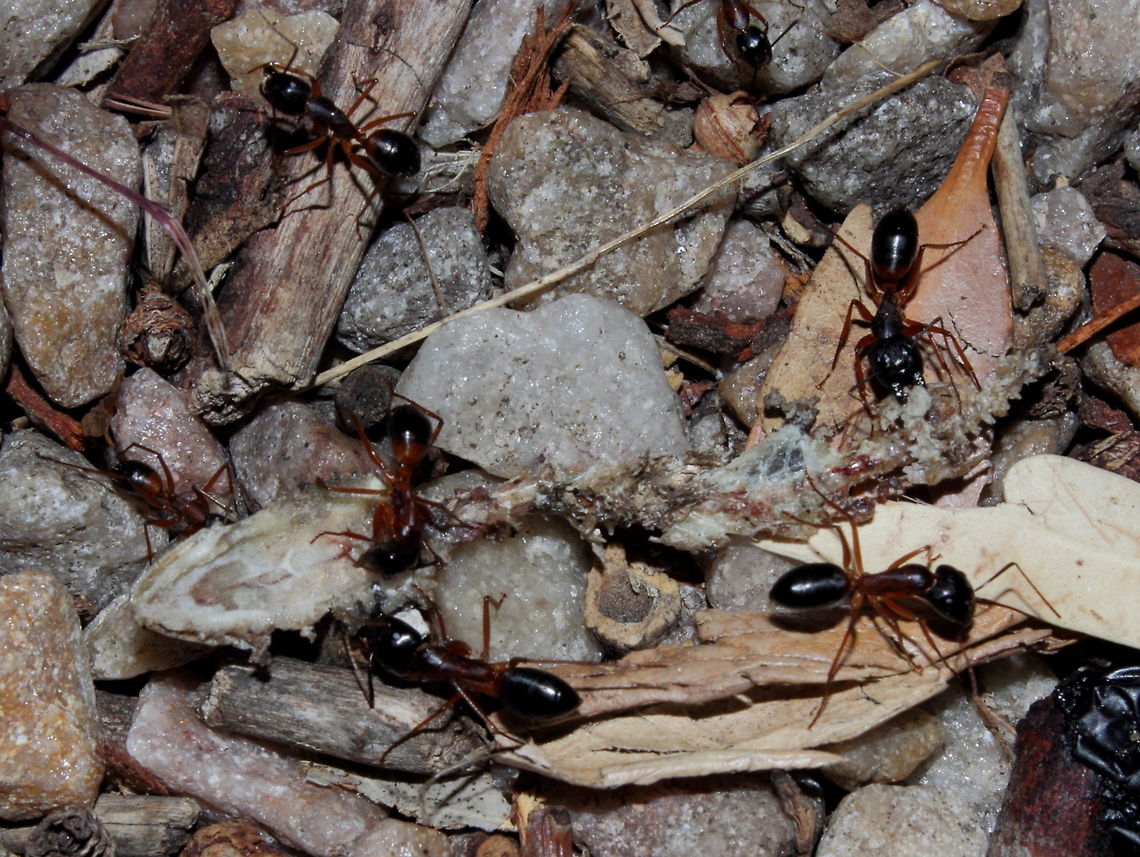 Camponotus_consobrinus_eats_Christinus_marmoratus_1_May_2016 Sugar Ants (Camponotus consobrinus) consume the corpse of a Marbled Gecko (Christinus marmoratus) on my driveway. I had actually noticed it the day before and at that time the gecko was pretty much whole and fresh. Took them a day to strip it down to the bone! Adelaide,Banded sugar ant,Camponotus consobrinus,Christinus marmoratus,Marbled Gecko,South Australia