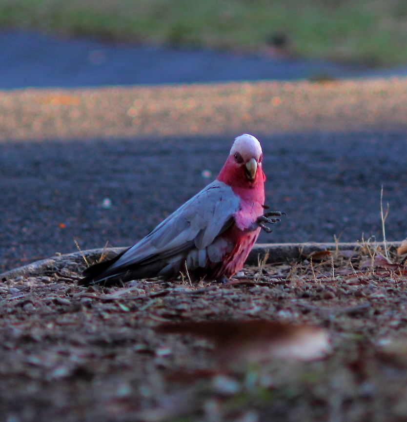 Eolophus roseicapilla This galah sitting out on the footpath in front of my home eating the kernels out of old olive pips just a bit before sunset. Pentax67 200mm lens. Adelaide,Eolophus roseicapilla,Galah,Pentax67,South Australia