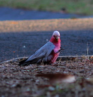 Eolophus roseicapilla This galah sitting out on the footpath in front of my home eating the kernels out of old olive pips just a bit before sunset. Pentax67 200mm lens. Adelaide,Eolophus roseicapilla,Galah,Pentax67,South Australia