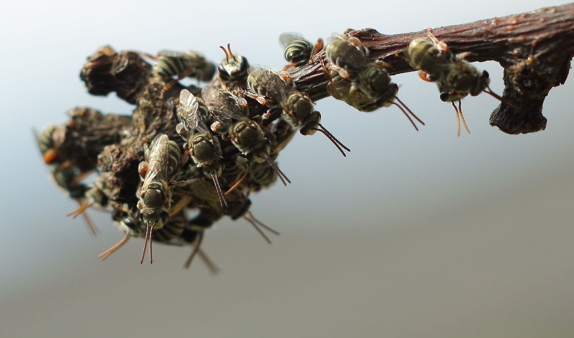 Lipotriches_(Austronomia)_satelles Nomia Bees (Lipotriches (Austronomia) satelles) settling in for their evening sleep. Pentax67 lens with extension tubes. Adelaide,Australia,Geotagged,Lipotriches (Austronomia) satelles,Lipotriches satelles,Nomia Bees,South Australia,Summer