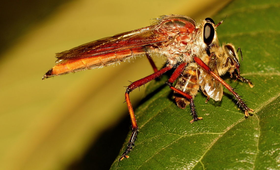 Colepia_rufiventris Red Robber Fly (Colepia rufiventris) with a captured meal of a Honey Bee, sitting on a loquat leaf in my garden. Pentax67 lens. Adelaide,Colepia rufiventris,Pentax67,Red Robber Fly,South Australia
