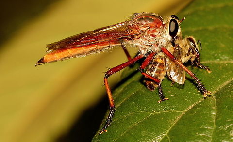 Colepia_rufiventris Red Robber Fly (Colepia rufiventris) with a captured meal of a Honey Bee, sitting on a loquat leaf in my garden. Pentax67 lens. Adelaide,Colepia rufiventris,Pentax67,Red Robber Fly,South Australia