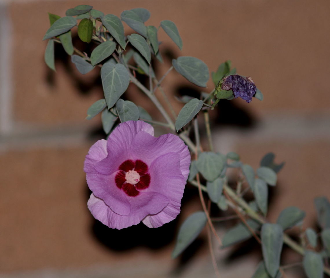 Gossypium_sturtianum Sturt's Desert Rose (Gossypium sturtianum) growing in the hottest driest part of my garden I could find. The Brush Tailed Possums have taken to eating its leaves! I gotta do something about that :-/ Adelaide,Gossypium sturtianum,Pentax67,South Australia,Sturts Desert Rose