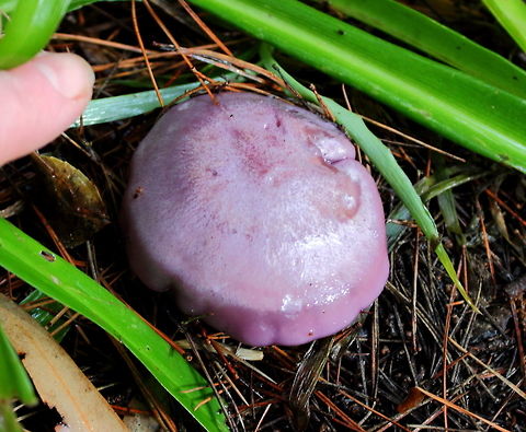 Cortinarius_archeri Photographed in my backyard, unexpectedly appeared for the first time a couple of years ago in the wet winter months. Subsequently reappeared the next winter. Adelaide,Cortinarius archeri,South Australia
