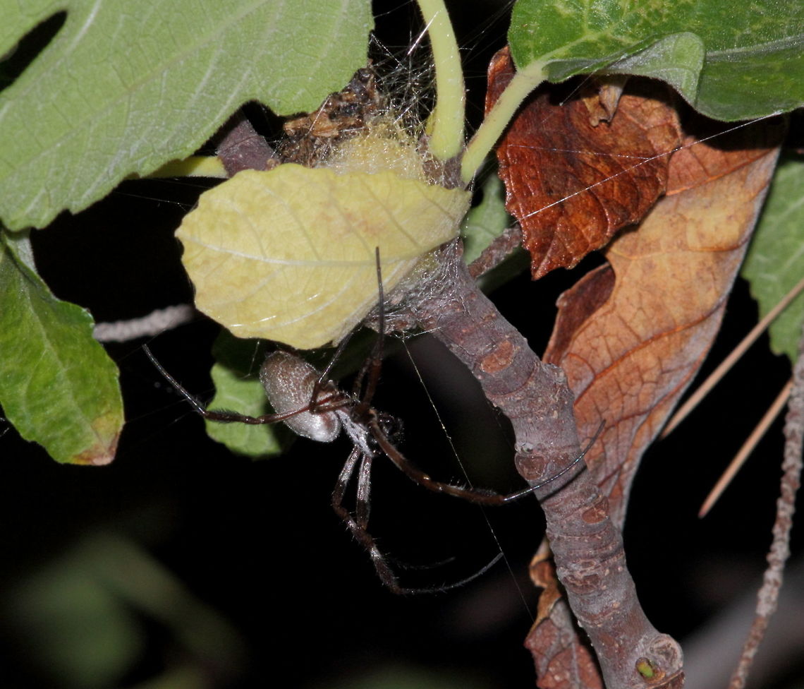 Nephila_edulis_3_May_2016 Golden Orb Weaving Spider (Nephila edulis) - I observed a male a couple of days prior, she didn&#039;t take long to get an egg sac laid. This girl is the same spider (the smaller one) from my snap of this species Feb 2016.<br />
Pentax67 200mm lens F16 short extension tube. Nephila edulis,Pentax67,adelaide,egg sac,south australia