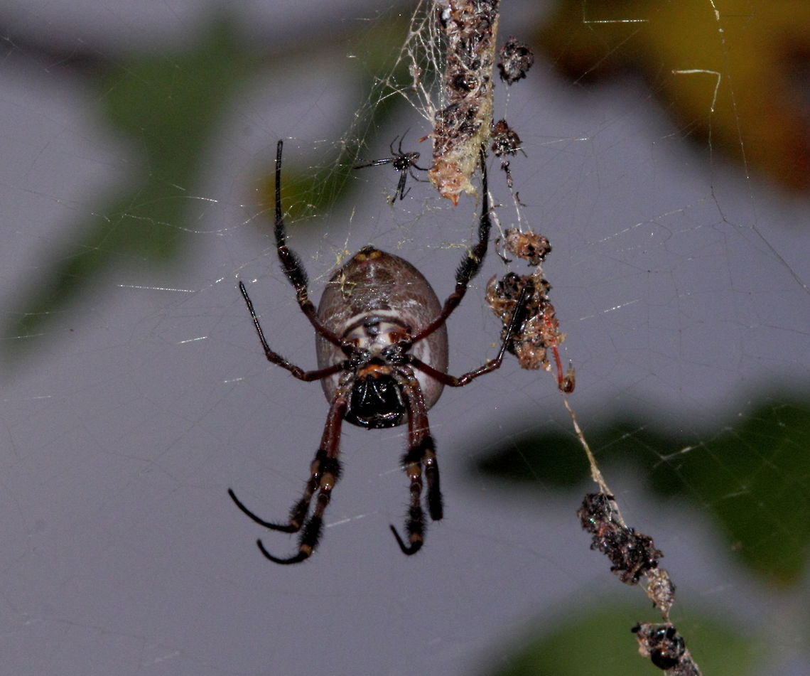 Nephila_edulis_male_female_4_May_2016 Adelaide, South Australia - Golden Orb Weaving Spider (Nephila edulis).<br />
The male sits above and to the rear of the much larger female biding his time till he can get in, typically when she is distracted having a feed.<br />
Pentax67 200mm lens F16 flash Adelaide,Australia,Nephila edulis,Pentax67