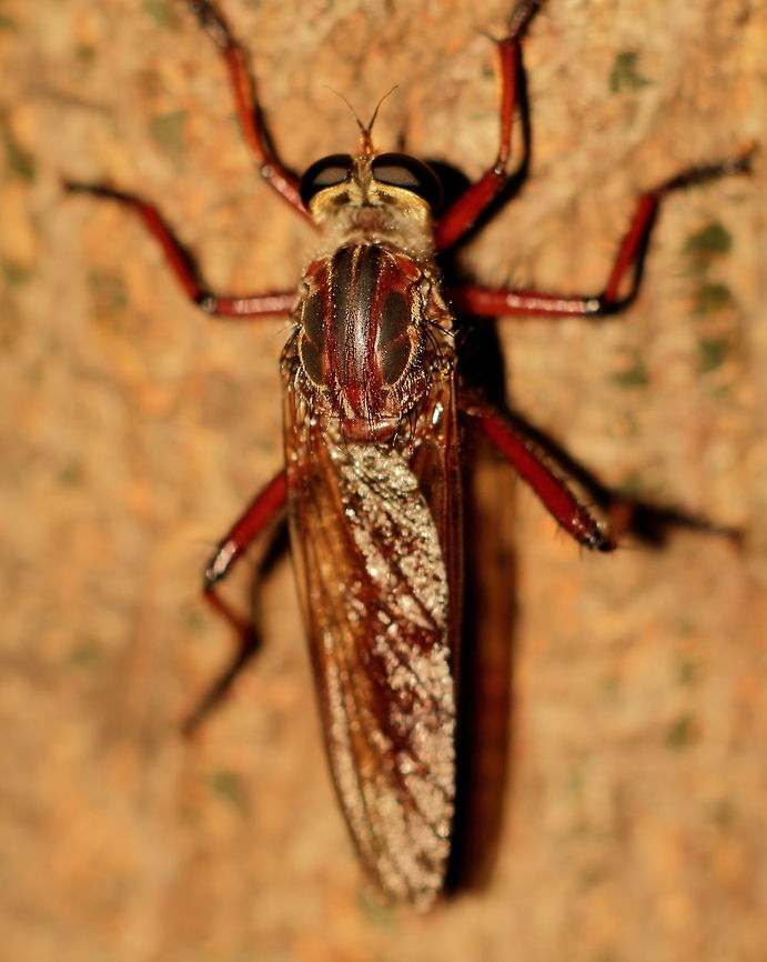 Colepia_rufiventris_above Robber Fly (Colepia rufiventris) Adelaide, South Australia.<br />
Photo from above, probably the same individual that I previously uploaded. Adelaide,Colepia rufiventris,Pentax67,Robber Fly,South Australia