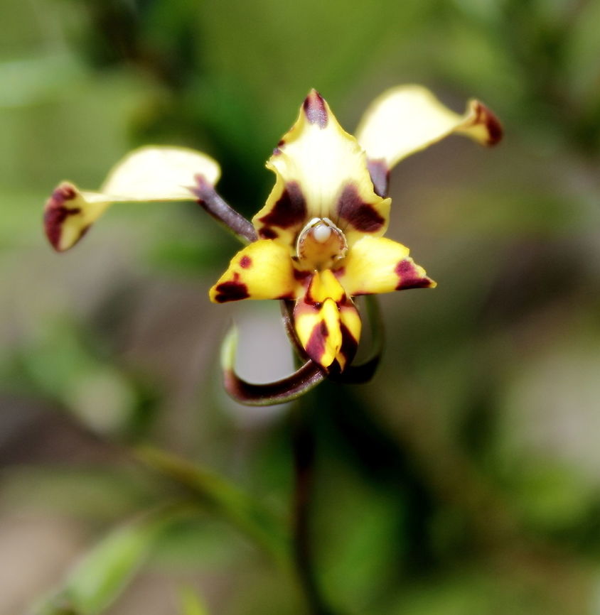 Donkey Orchid in South Australia Donkey Orchid Horsenells Gully South Australia 11 Sept 2016<br />
Beautiful sunny afternoon a couple of days after quite heavy rain for the area. Diuris corymbosa,Diuris pardina,Leopard Orchid