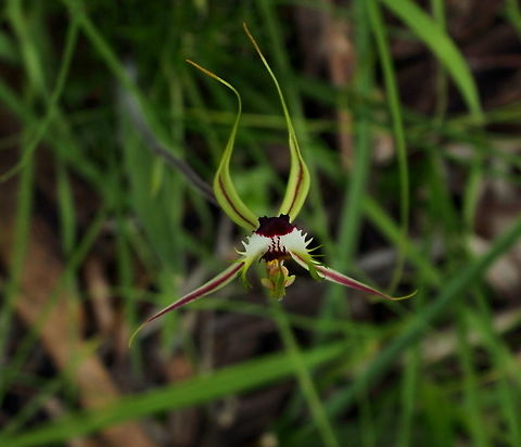 King Spider Orchid South Australia Arachnorchis tentaculata as photographed in Horsenells Gully South Australia 11 Sept 2016 Arachnorchis tentaculata,Horsenells Gully,King Spider Orchid,South Australia