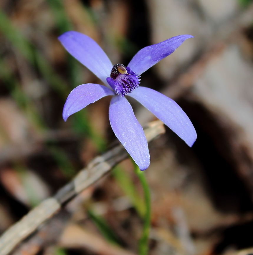 Blue Fairy Orchid I think this is some kind of Waxlip Orchid - looking at example photographs though I was not sure of the correct species name...<br />
Photographed in Horsenells Gully, South Australia, 11 Sept 2016<br />
Edit: Appears to be a Pheladenia deformis - Blur Fairy Orchid - thanks WildFlower. 11 September 2016,Blue Fairy Orchid,Blue fairy orchid,Horsenells Gully,Orchid,Pheladenia deformis,South Australia