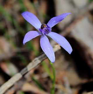 Blue Fairy Orchid I think this is some kind of Waxlip Orchid - looking at example photographs though I was not sure of the correct species name...
Photographed in Horsenells Gully, South Australia, 11 Sept 2016
Edit: Appears to be a Pheladenia deformis - Blur Fairy Orchid - thanks WildFlower. 11 September 2016,Blue Fairy Orchid,Blue fairy orchid,Horsenells Gully,Orchid,Pheladenia deformis,South Australia