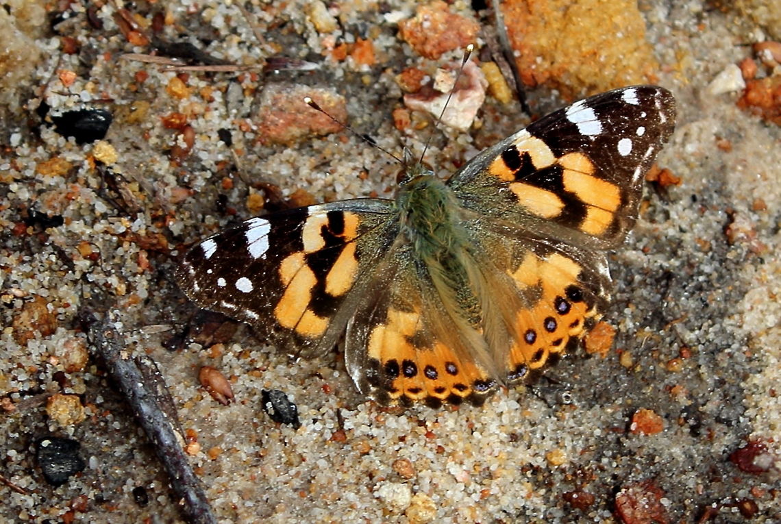 Painted Lady South_Australia Painted Lady photographed on a bright sunny afternoon in Horsenells Gully South Australia 11 Sept 2016. 11 Sept 2016,Australian painted lady,Horsenells Gully,Painted Lady,South Australia,Vanessa (Cynthia) kershawi,Vanessa kershawi