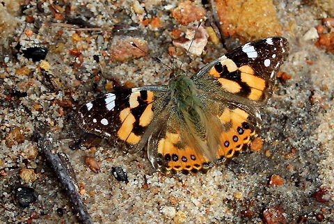 Painted Lady South_Australia Painted Lady photographed on a bright sunny afternoon in Horsenells Gully South Australia 11 Sept 2016. 11 Sept 2016,Australian painted lady,Horsenells Gully,Painted Lady,South Australia,Vanessa (Cynthia) kershawi,Vanessa kershawi