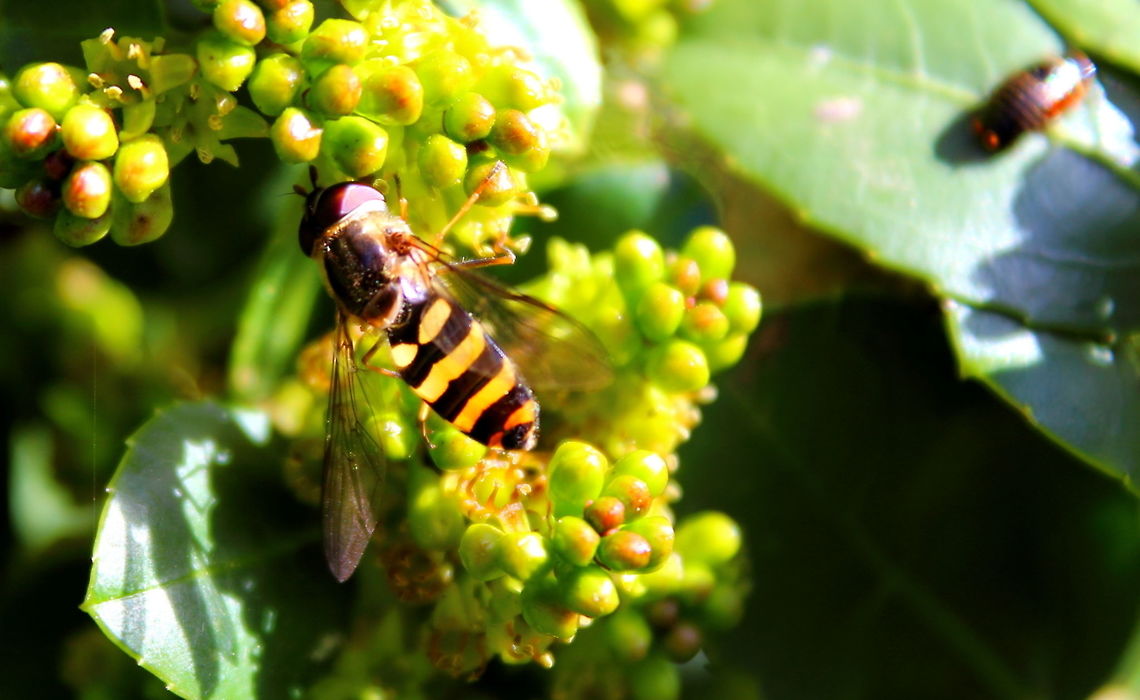 Hover Fly Hover Fly Magill South Australia Sept 2012<br />
This hover fly and all the others are feasting in this photo! Hover Fly,Magill,South Australia