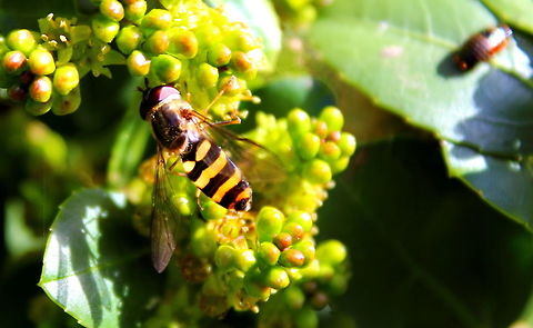 Hover Fly Hover Fly Magill South Australia Sept 2012
This hover fly and all the others are feasting in this photo! Hover Fly,Magill,South Australia