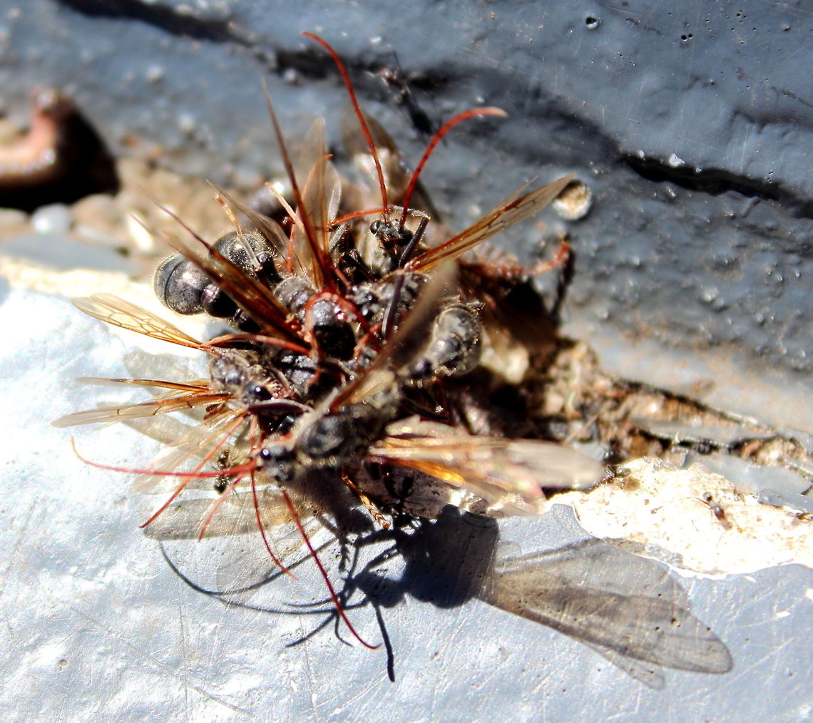 Inch Ants Mt Lofty Adelaide South Australia Myrmecia forficata - Went up to Mt Lofty Summit, Adelaide, South Australia back in March 2012 to find &quot;balls&quot; of inch ants in what appeared to be a mating frenzy. Mt Lofty,Myrmecia forficata,South Australia,ant,inch ant,mating
