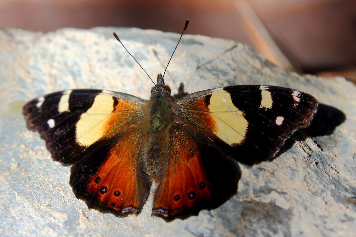 Australian Admiral Adelaide South Australia Vanessa itea - Australian Admiral, enjoying the sun here in Magill, Adelaide, South Australia - August (winter). Adelaide,Australia,Australian Admiral,South Australia,Vanessa itea,Yellow admiral,butter fly