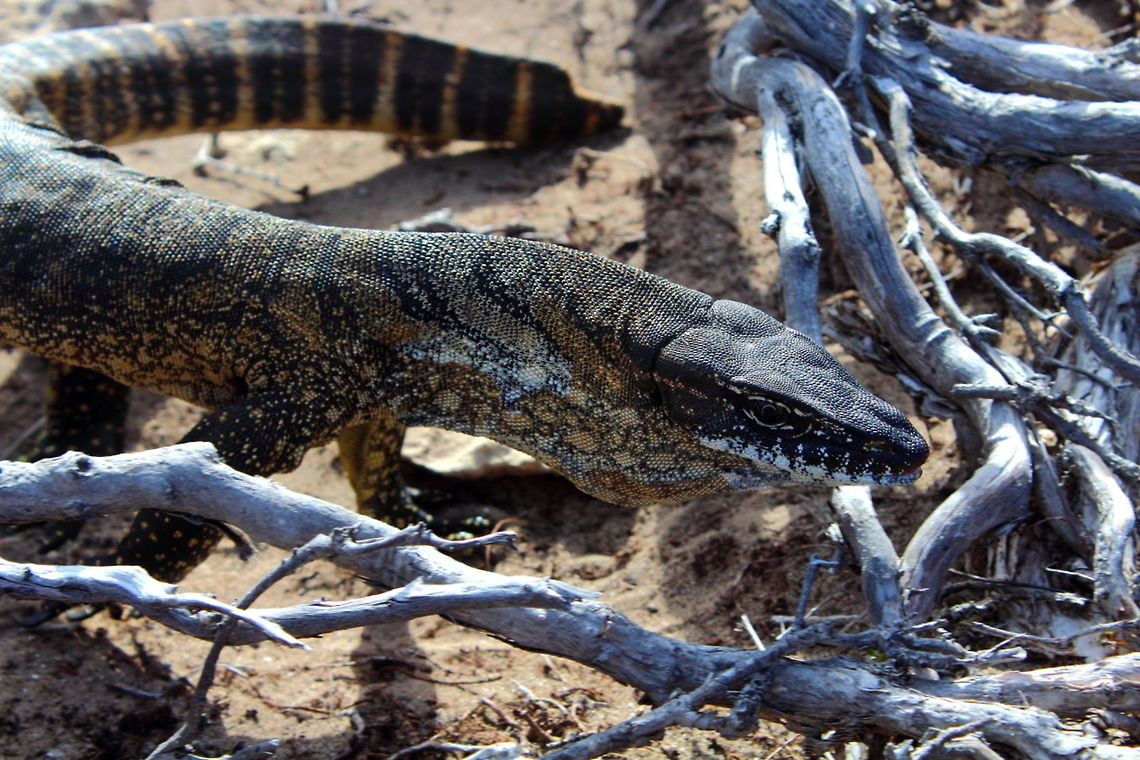 Rosenberg's Goanna Kangaroo Island Varanus rosenbergi - Apparently the only goanna on Kangaroo Island.<br />
I got lucky and stumbled upon this one as it was fast asleep on a sunny January afternoon. A fortuitous walk in the scrub in Hanson Bay - the goanna woke up pretty quickly and this is one of the photos. Australia,Kangaroo Island,Rosenberg's monitor,Varanus rosenbergi,goanna