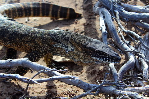 Rosenberg's Goanna Kangaroo Island Varanus rosenbergi - Apparently the only goanna on Kangaroo Island.
I got lucky and stumbled upon this one as it was fast asleep on a sunny January afternoon. A fortuitous walk in the scrub in Hanson Bay - the goanna woke up pretty quickly and this is one of the photos. Australia,Kangaroo Island,Rosenberg's monitor,Varanus rosenbergi,goanna