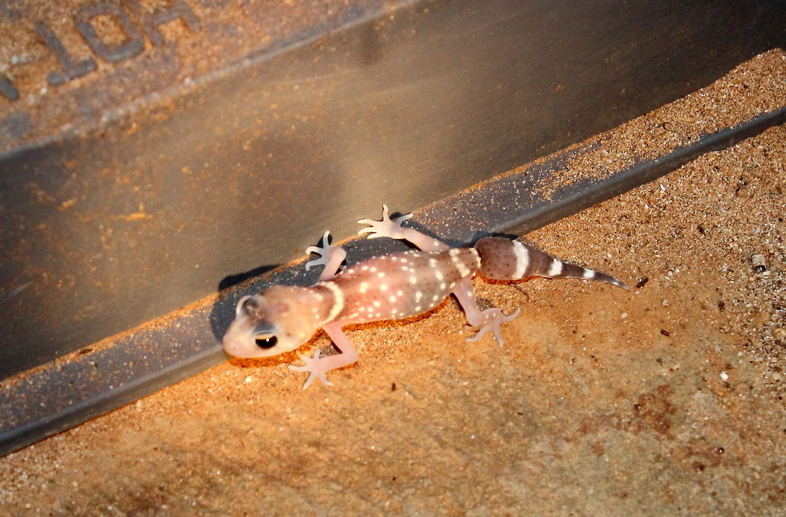 Thick Tailed Gecko Kangaroo Island Underwoodisaurus milii - Thick Tailed Gecko photographed on Kangaroo Island at Hanson Bay right outside the door of our cabin - nice! Australia,Gecko,Hanson Bay,Kangaroo Island,Thick Tailed Gecko,Underwoodisaurus milii